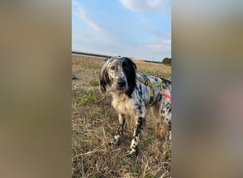 Boris - zu schade zum Jagen