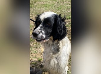 Fola - Hallo hübsche Setterina