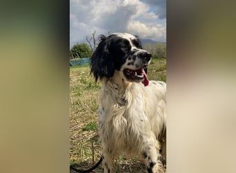 Fola - Hallo hübsche Setterina