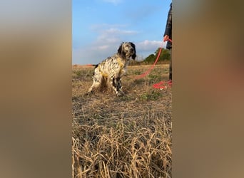 Boris -  zu schade zum Jagen