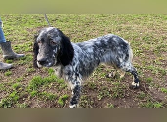 Viola - wo bleibt denn nun der Frühling?