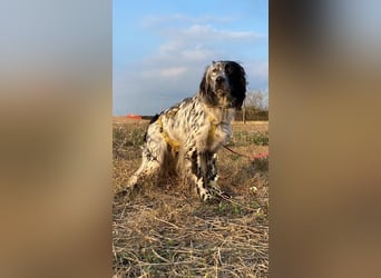 Boris -  zu schade zum Jagen