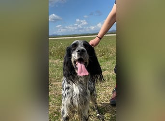 Kira - Darf ich jetzt einfach Hund sein?