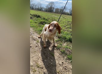 Fiamma - Eine kleine Seele auf großer Reise