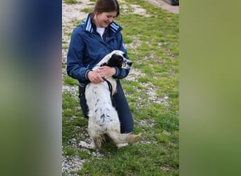 Fola - Hallo hübsche Setterina