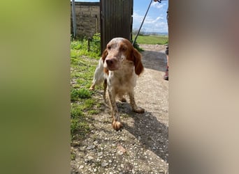 Fiamma - Eine kleine Seele auf großer Reise