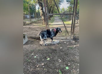 Gloria - Herzenshund sucht Sofa und Streichel-Abo