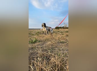 Boris - zu schade zum Jagen