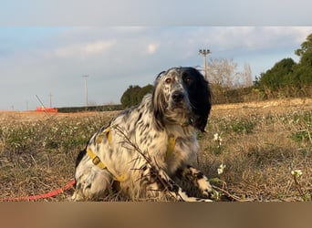 Boris -  zu schade zum Jagen