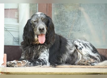 Gloria - Herzenshund sucht Sofa und Streichel-Abo