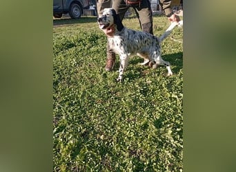 Flik - (Dringend Pflegestelle oder Zuhause gesucht) träumt von mehr!