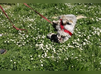 Toby - NOTFALL - Wenn die Welt plötzlich still und dunkel wird