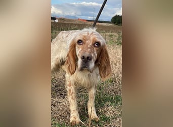 Zak - mitten ins Herz