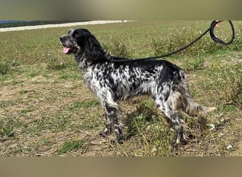 Kira - Darf ich jetzt einfach Hund sein?