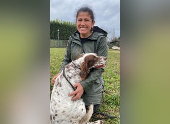 Belladonna - Setter-Schönheit mit ganz viel Herz