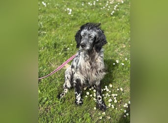 Elettra - Das Leuchten für immer