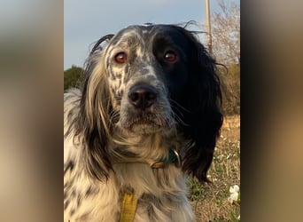 Boris -  zu schade zum Jagen