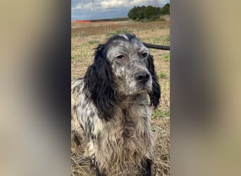 Elettra - Das Leuchten für immer