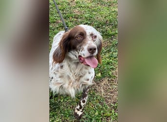 Belladonna - Setter-Schönheit mit ganz viel Herz