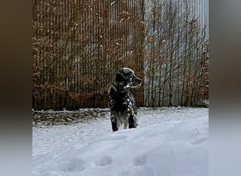 Helvetia - Zuhause dringend gesucht - Angst beginnt im Kopf ? Mut auch!