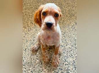 Matti - Das Einohrhäschen und sein Schutzengel