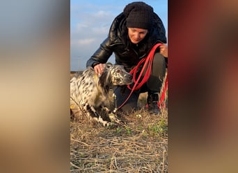 Boris -  zu schade zum Jagen