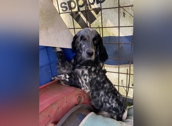 Helvetia - Zuhause dringend gesucht - Angst beginnt im Kopf ? Mut auch!