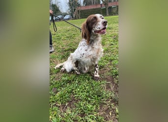 Belladonna - Setter-Schönheit mit ganz viel Herz