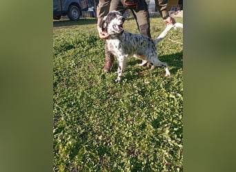 Flik - (Dringend Pflegestelle oder Zuhause gesucht) träumt von mehr!