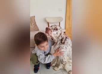 Sirio - Familienanhang bevorzugt