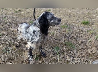 Elettra - Das Leuchten für immer