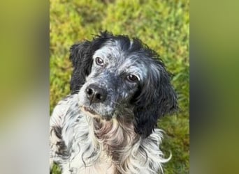 Elettra - Das Leuchten für immer