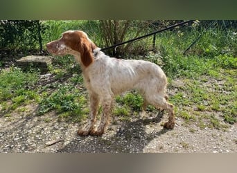 Fiamma - Eine kleine Seele auf großer Reise