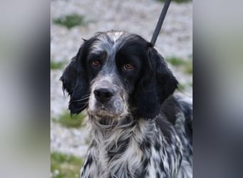 Kira - Darf ich jetzt einfach Hund sein?