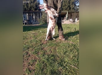 Belladonna - Setter-Schönheit mit ganz viel Herz