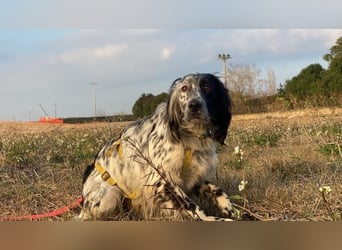 Boris - zu schade zum Jagen