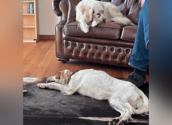 Annette - ein sanftes Huhu!