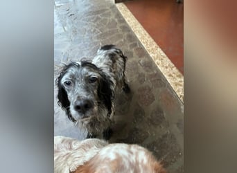 Elettra - Das Leuchten für immer