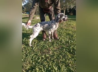 Flik - „A star is born!“