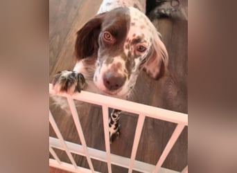 Belladonna - Italienische Prinzessin sucht ihr großes Glück