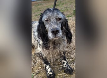 Elettra - Das Leuchten für immer