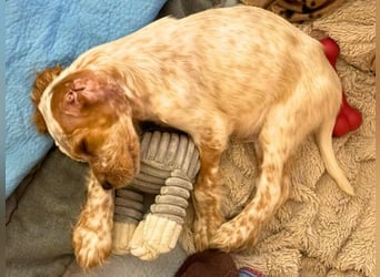 Matti - Das Einohrhäschen und sein Schutzengel