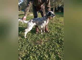 Flik - „A star is born!“