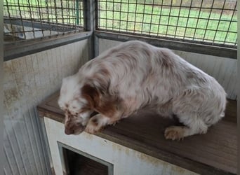 Beto - Eine alte Geschichte, ein neues Kapitel