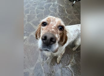 Zak - mitten ins Herz