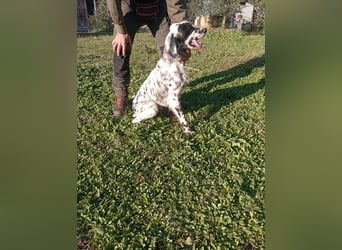 Flik - „A star is born!“