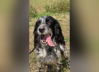 Kira - Darf ich jetzt einfach Hund sein?