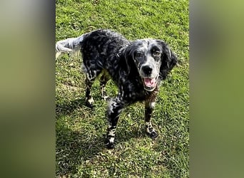 Helvetia - Zuhause dringend gesucht - Angst beginnt im Kopf ? Mut auch!