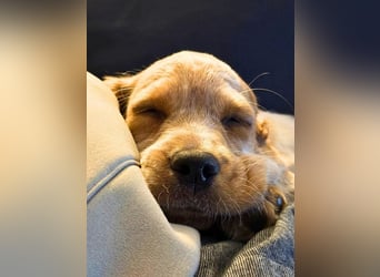 Matti - Das Einohrhäschen und sein Schutzengel