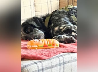 Helvetia - Zuhause dringend gesucht - Angst beginnt im Kopf ? Mut auch!